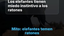 Elefantes y ratones: miedo o sorpresa visual