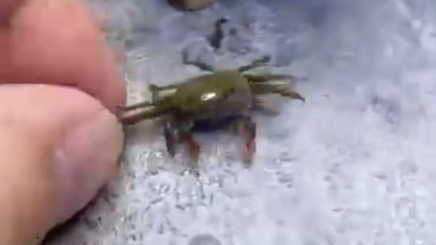 Miniature Cooking Video Crab Recipe