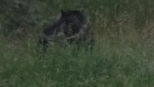 Bears Spotted Meandering Near Home in Woodland Park