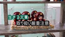 （ググガガシリーズ）決められた運命でしか生きられないボムガガ