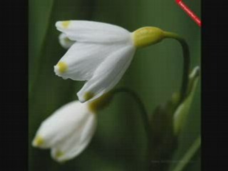 Rafet El Roman - Bilsen De Bilmesen De YepYeni 2008