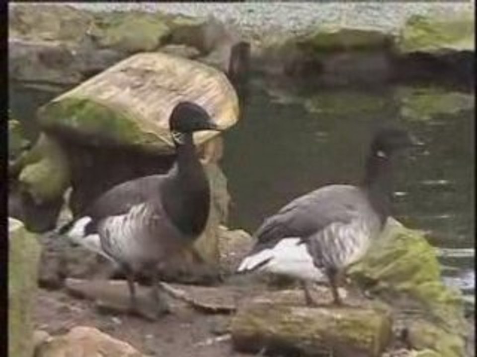 Les canards