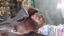 Chauve-souris géante gardienne du temple Tanat lhot à Bali