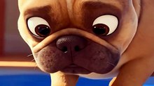 bouledogue français (1)