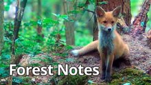 Hidden Forest Camera Reveals Fox Cubs, Martens and Tawny Owl