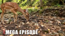 Spotted Deer Feeding in the Forest | Hidden Wildlife Camera Footage