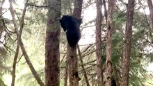 Dog Pursues Bear Up a Tree