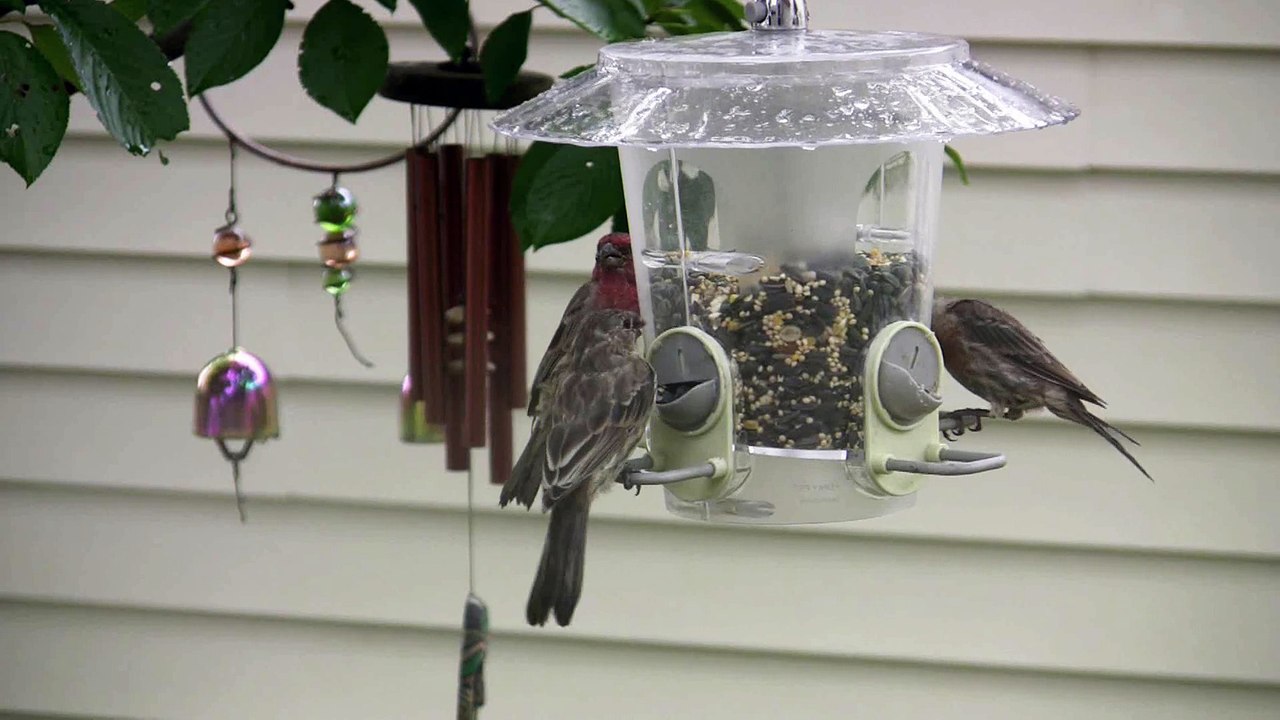 Bird Talk