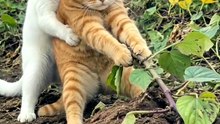 noodle cat