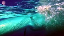 BALEINE BLEUE ─ La Souveraine des Océans