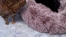 Winter Warm Pet Bed Calming Donut
