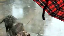 🌧️ Rain-Soaked Puppy Finds Shelter Under an Umbrella 🐾