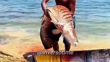 Alguns animais só existem por conta do consumo