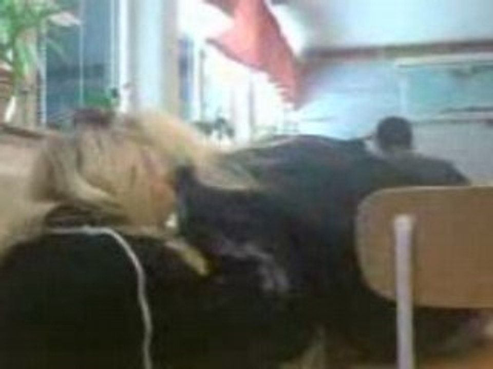 skrattanfall in school