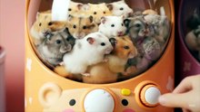 #FUNNY_VIRAL_VIDEO