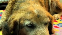 Blind Rescue Dog Hears Adopter's Voice for the First Time 🥹🐾