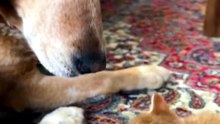 Rescue Dog Meets New Kitten Sibling Nose-to-Nose 🥹🐾