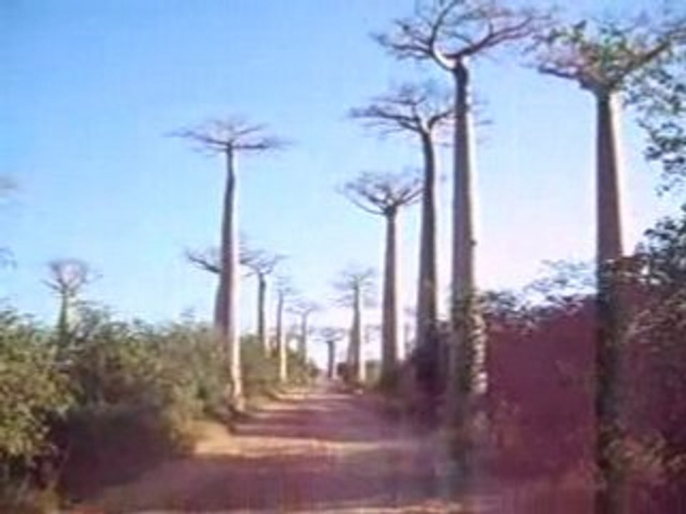Allée des baobabs