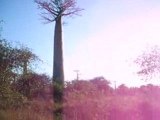 Allées des baobabs
