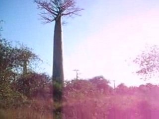 Allées des baobabs