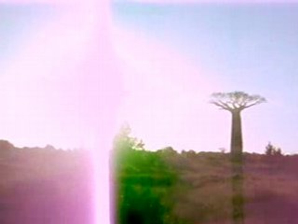 Allée des baobabs