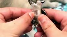 Cat Keychains Translucent Resin Charms for Cat Lovers