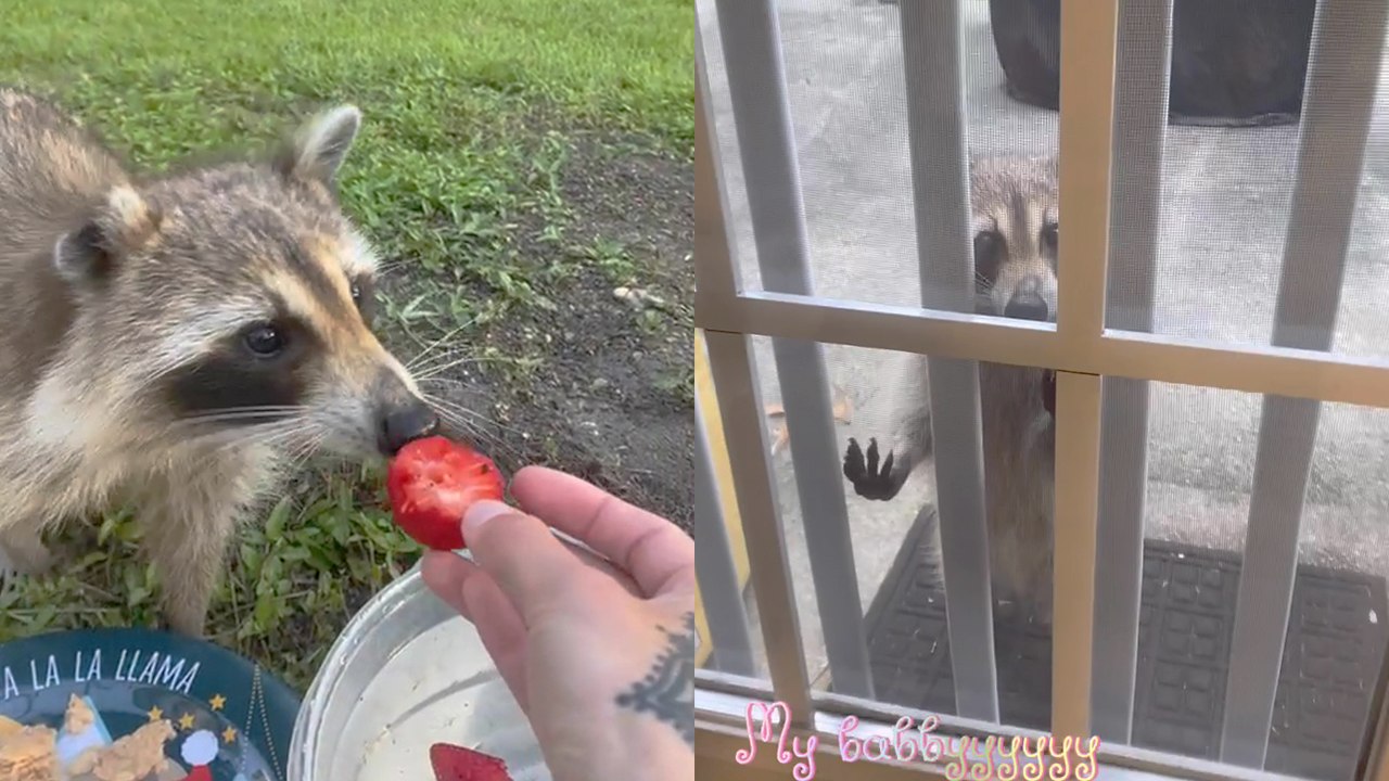 Mississippi Woman Forms a Special Bond with Roxie the Raccoon - video ...