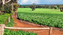 Auburn paddock taken to public auction.