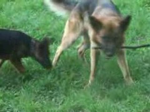 ADZARO ou DRAISINE toujours en ballade