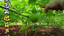Người xưa dùng bầu để đựng rượu. Làm thế nào để biến quả bầu thành bình rượu chỉ trong vài bước đơn giản_
