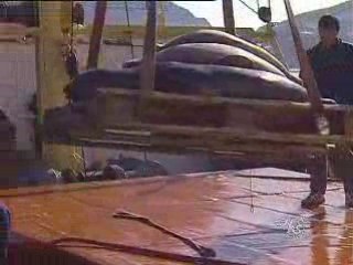 Comment les populations locales s’adaptent-elles ?