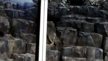 Grusha the Manul Climbed the Rock, Went to the Observation Platform and Looked Around