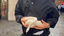 Unexpected Encounters: Onlookers React to a Python's Presence