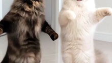 Funny Cat Videos 😻 Adorable Dancing Cats