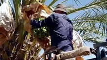 2026 Agricultural Town of the Year: Waikerie Finalist video