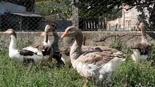 they aren_t superstars.... they are supermeteors! ☄️ #meteorducks #geese