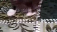 Cute animals and cute cat kittens