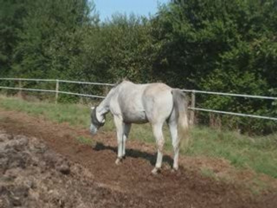 Au Plessis, le 29 aoùt 2008