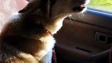 First Car Ride Home — Rescue Dog's Nose at the Window 🥹🐾