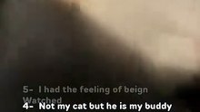Your bests (NotMyCat)