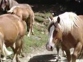 Chevaux du lac bious artigues