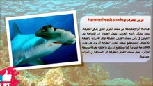 كيف تستطيع سمكة القرش اكتشافك دون أن تراك؟ 🦈🦈😱السر الذي يخفيه المحيطHow Can a Shark Detect You Without Seeing You? 🦈😱 The Ocean’s Hidden Secret!