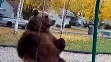 Bear Having Fun on Swing Playground