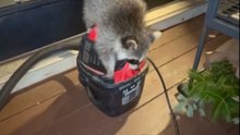 Two Young Raccoons Battle for Dominance on a Vacuum Cleaner