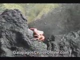 Crabs - Galapagos Islands Ecuador