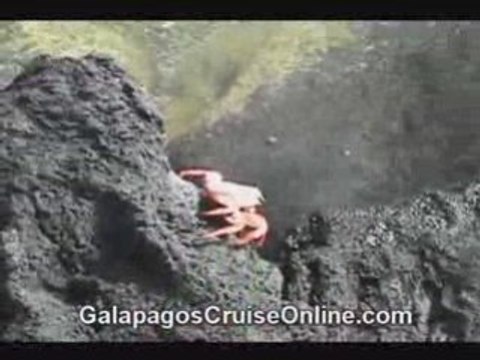 Crabs - Galapagos Islands Ecuador