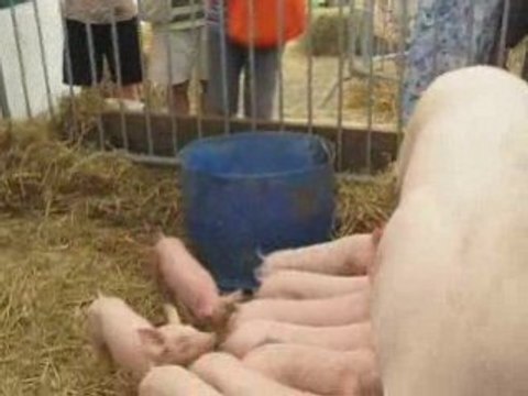 Mère truie et ses porcelets