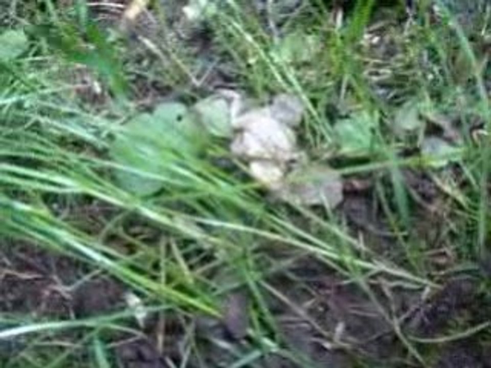 Nouki le crapaud