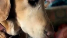 Rescue Dog Sniffs a Child's Hand, Then Gives Kisses 🥹🐾