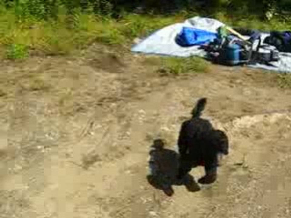 Les chiens au lac